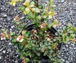 Vaccinium ovatum 'Blue Madonna' - Image 2
