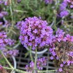 Verbena bonariensis 'Meteor Shower'