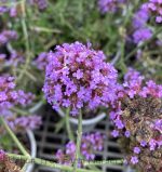 Verbena bonariensis 'Meteor Shower'