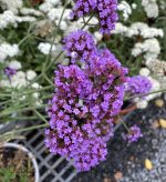 Verbena bonariensis 'Meteor Shower' - Image 2
