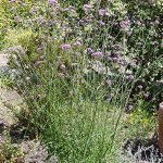 Verbena bonariensis
