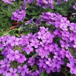Verbena peruviana 'EnduraScape Blue'