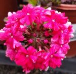 Verbena peruviana 'EnduraScape Hot Pink'