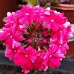Verbena peruviana 'EnduraScape Hot Pink'