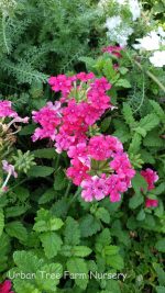 Verbena peruviana 'EnduraScape Hot Pink' - Image 2