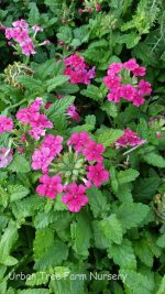 Verbena peruviana 'EnduraScape Hot Pink' - Image 3