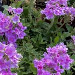 Verbena peruviana 'EnduraScape Pink Bicolor'