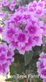 Verbena peruviana 'EnduraScape Pink Bicolor' | Urban Tree Farm Nursery