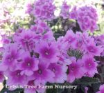 Verbena peruviana 'EnduraScape Pink Bicolor' - Image 3