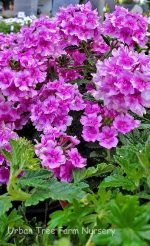 Verbena peruviana 'EnduraScape Pink Bicolor' - Image 5
