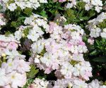 Verbena peruviana 'EnduraScape White Blush'