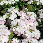Verbena peruviana 'EnduraScape White Blush'