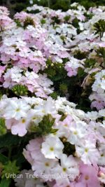 Verbena peruviana 'EnduraScape White Blush' - Image 2