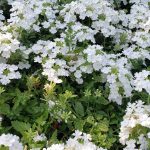 Verbena peruviana 'EnduraScape White'