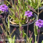 Verbena rigida