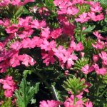 Verbena x 'Babylon Neon Rose'