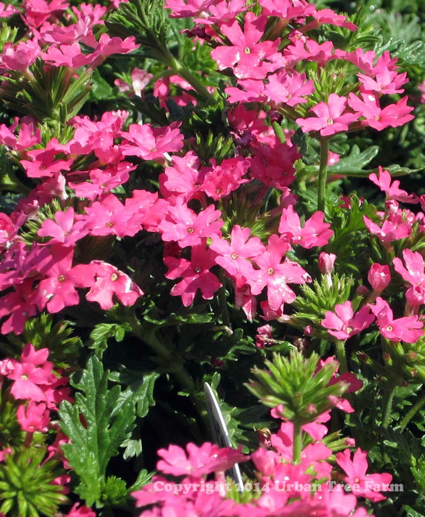 Verbena-x-Babylon-Neon-Rose-a Verbena x 'Babylon Neon Rose' - Image 1