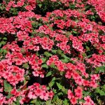 Verbena x 'Lascar Mango Orange'