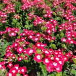 Verbena x 'Lascar Red Rose'