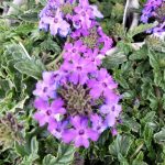 Verbena x 'Royale Chambray'