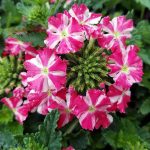Verbena x 'Royale Cherry Burst'