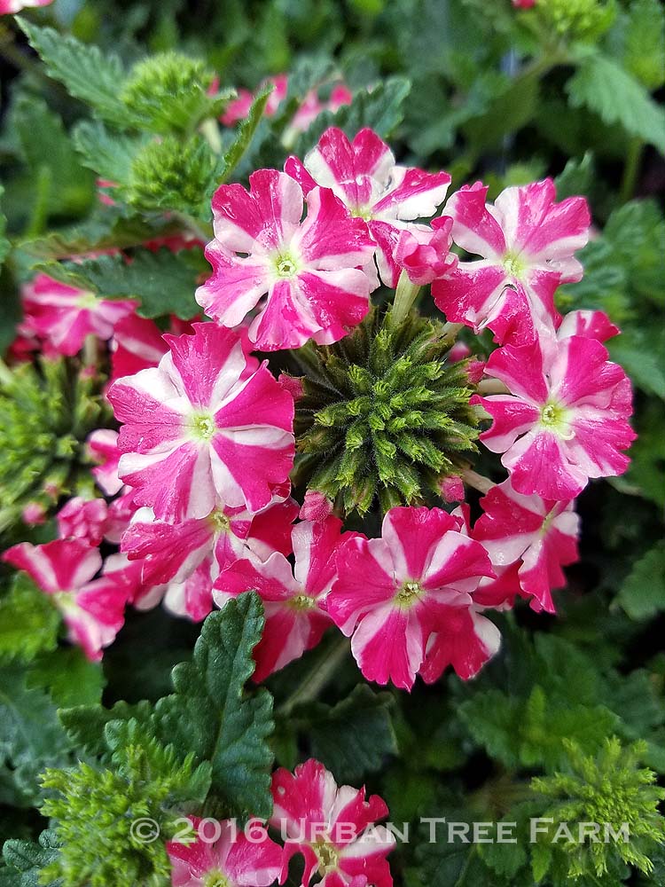 Verbena-x-Royale-Cherry-Burst-a Verbena x 'Royale Cherry Burst' - Image 1