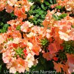 Verbena x 'Royale Peachy Keen'