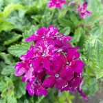 Verbena x 'Royale Plum Wine'