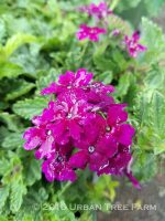 Verbena x 'Royale Plum Wine'