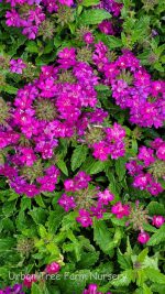 Verbena x 'Royale Plum Wine' - Image 2