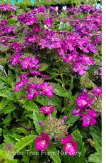 Verbena x 'Royale Plum Wine' - Image 3