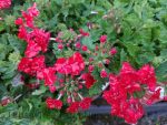 Verbena x 'Superbena Royale Red'