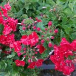 Verbena x 'Superbena Royale Red'