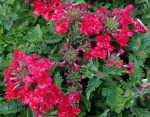Verbena x 'Superbena Royale Red' - Image 2