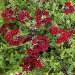 Verbena x 'Superbena Royale Romance'