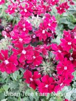 Verbena x 'Superbena Royale Romance' - Image 2