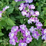Verbena x 'Superbena 'Sparkling Amethyst'