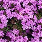 Verbena x 'Tapien Pink'