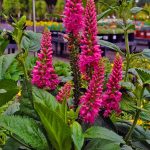 Veronica longifolia 'First Love'