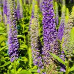 Veronica spicata 'Royal Candles'