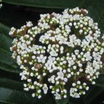 Viburnum davidii