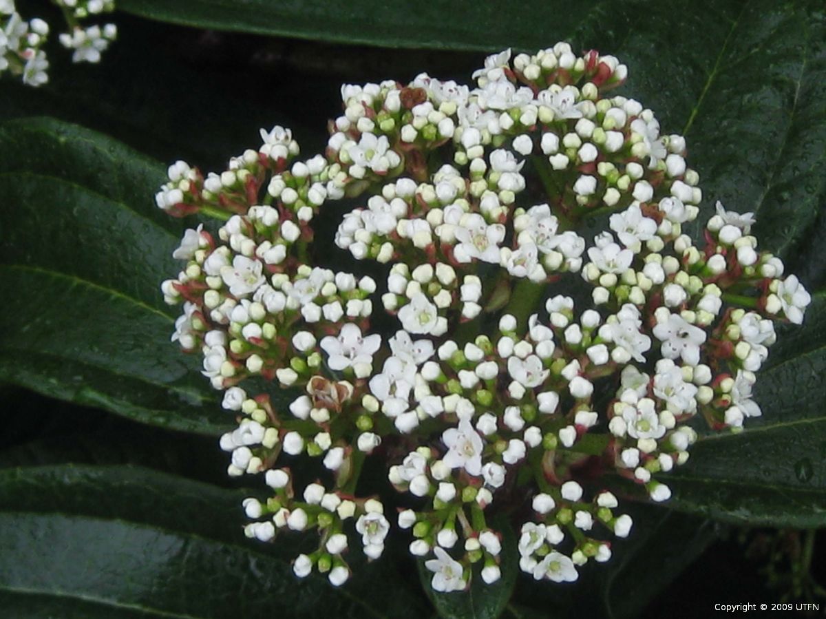 Viburnum-davidii-a Viburnum davidii - Image 1