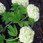 Viburnum opulus 'Roseum'