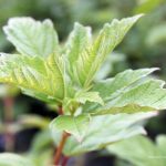 Viburnum opulus 'Roseum'