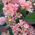 Viburnum plicatum 'Kern's Pink'