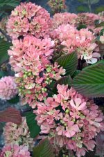 Viburnum plicatum 'Kern's Pink'