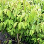 Viburnum plicatum tomentosum 'Mariesii'