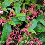 Viburnum tinus 'Spring Bouquet'