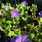 Vinca minor 'Blue'