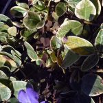 Vinca minor 'Sterling Silver'